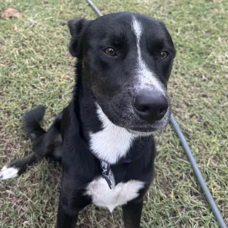 An adult medium-sized male Border Collie dog named Rooney for adoption in Boerne, TX