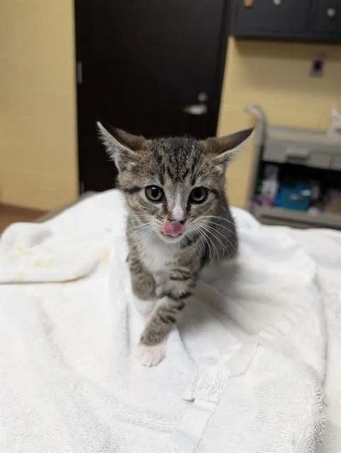 A baby medium-sized female Domestic Short Hair cat named Saluda for adoption in Cookeville, TN