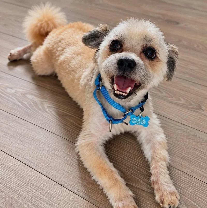 An adult small-sized male Yorkshire Terrier dog named Rootbeer for adoption in Wappingers Falls, NY