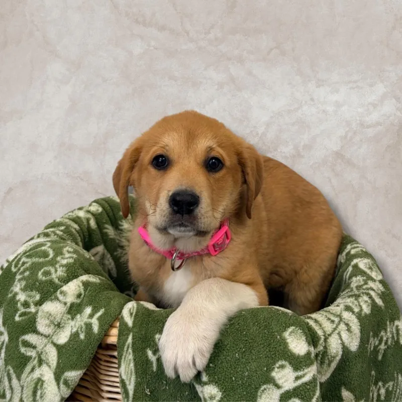 Coraline thumbnail 2