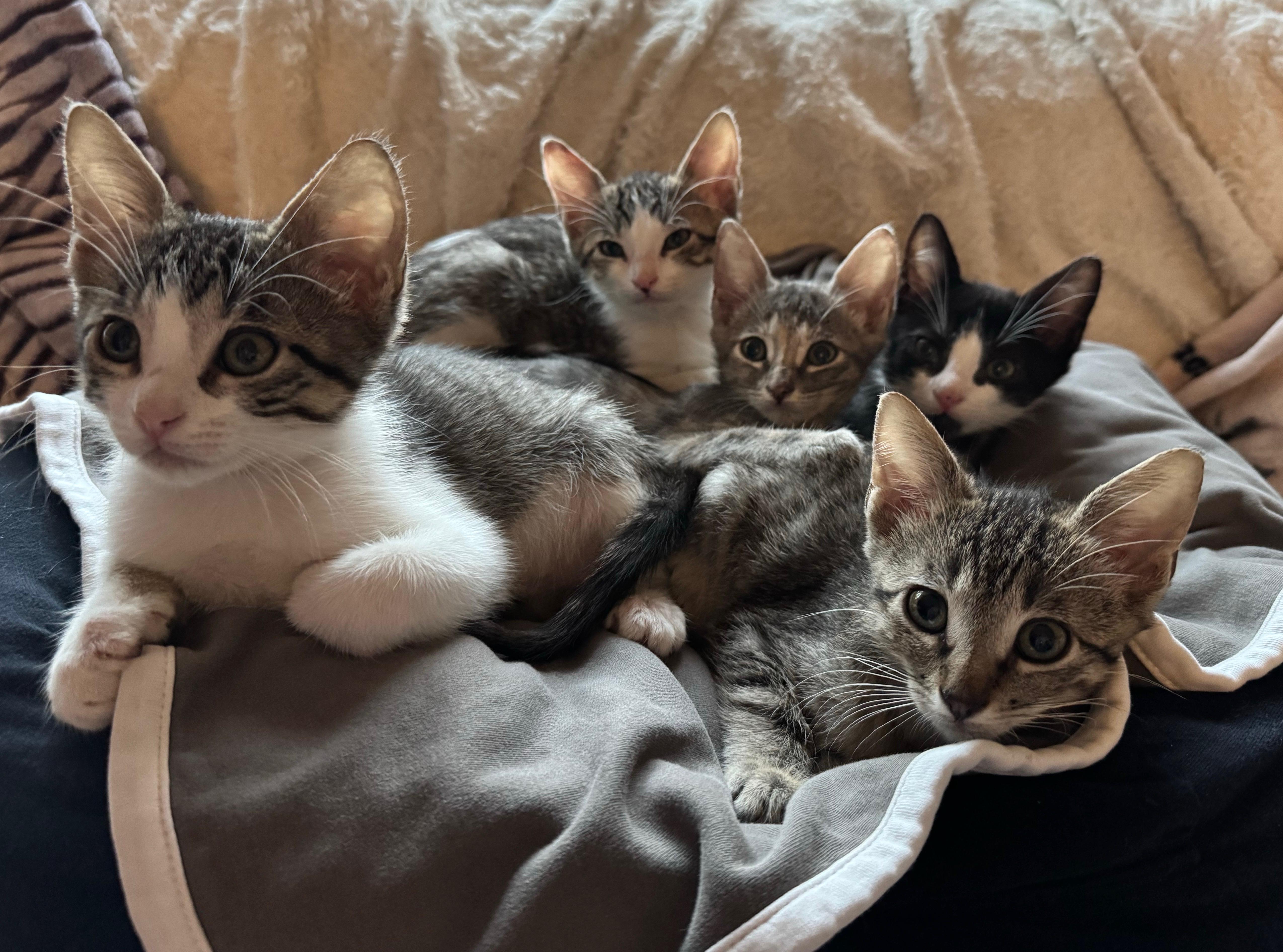 A baby medium-sized male Domestic Short Hair cat named The Fierce for adoption in Potomac, MD