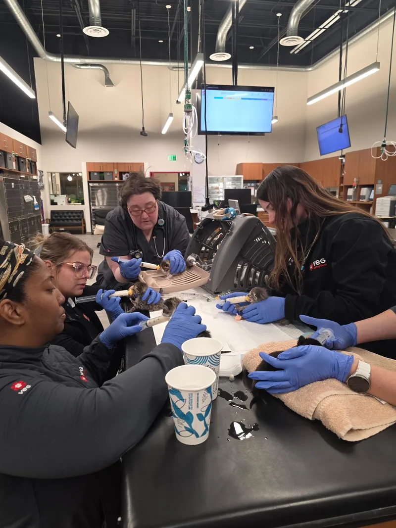 The Fierce thumbnail 2