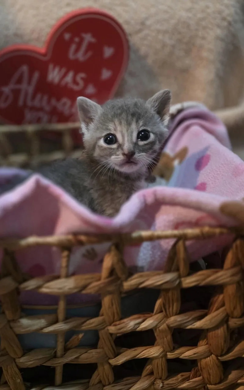 The Fierce thumbnail 3