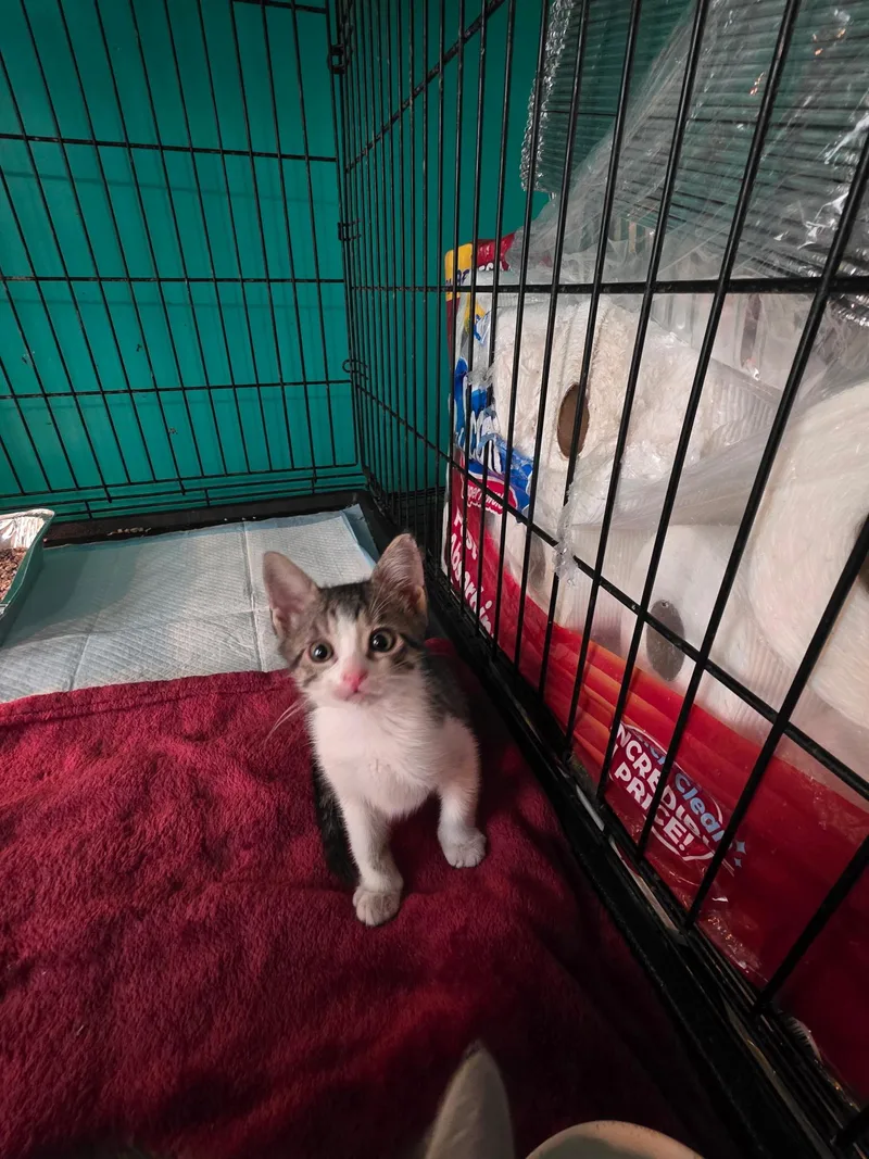 The Fierce thumbnail 4