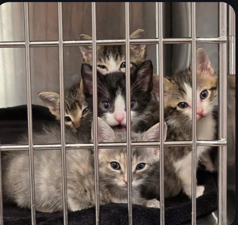 The Fierce thumbnail 5