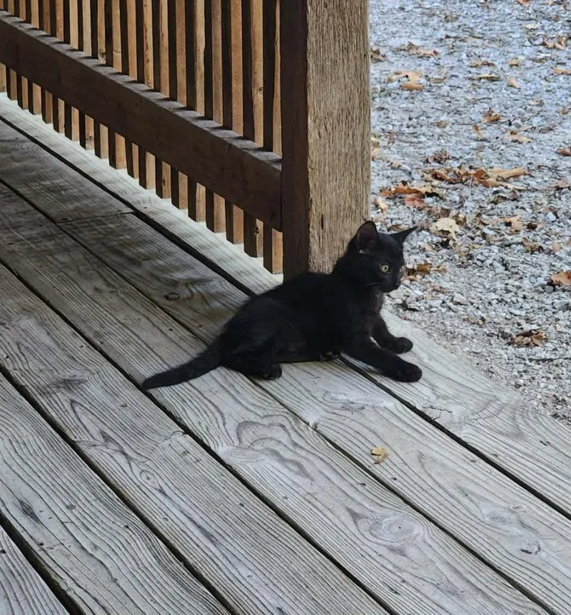 A baby medium-sized male Domestic Short Hair cat named Jett for adoption in Republic, MO