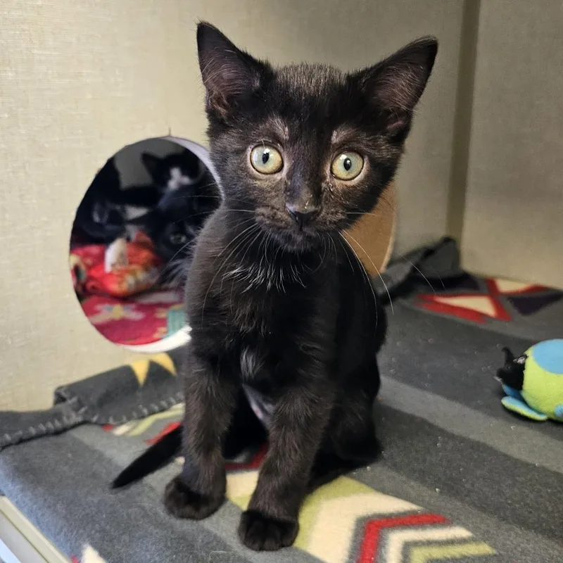 A young small-sized female Black Domestic Short Hair cat named Tiana for adoption in Monroe, MI