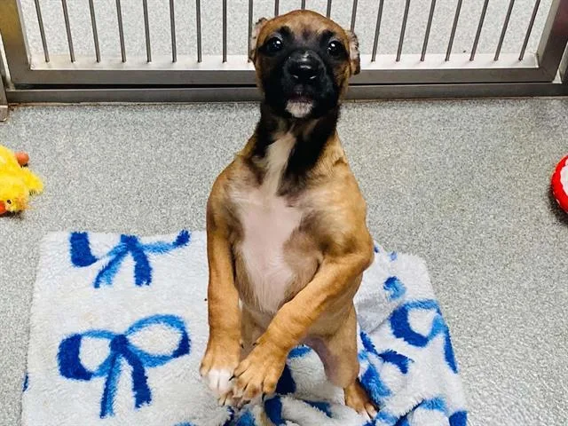 A baby medium-sized female Mastiff dog named Madeline for adoption in Tustin, CA
