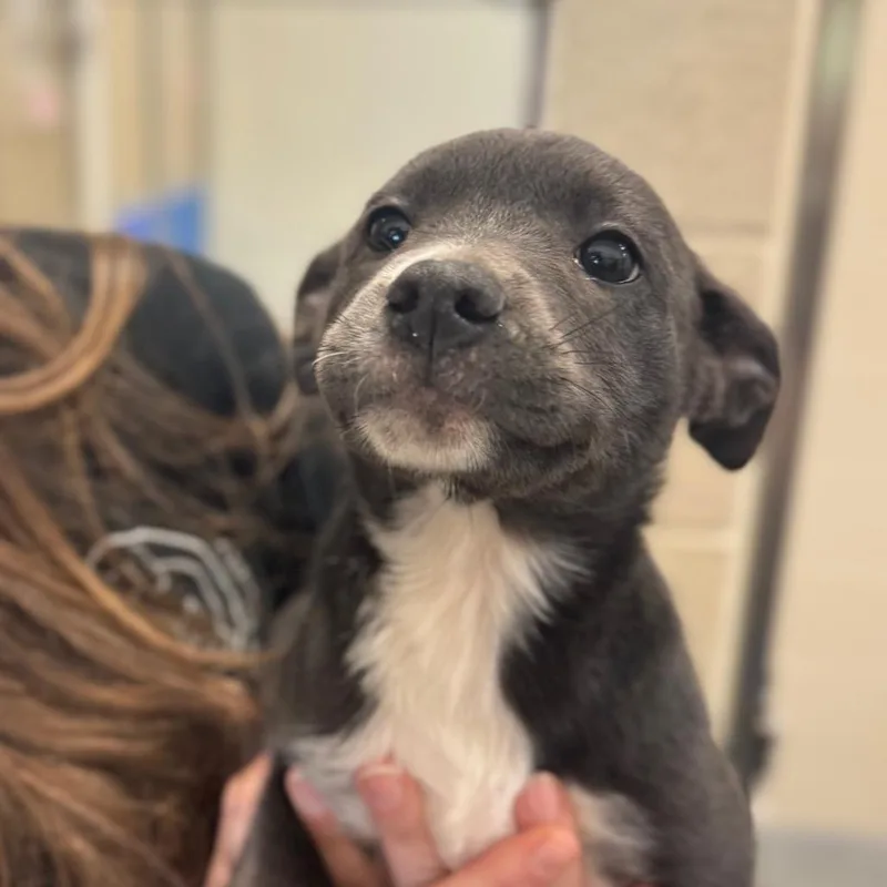 A baby medium-sized female Gray / Blue / Silver Mixed Breed dog named Flora for adoption in Hendersonville, NC