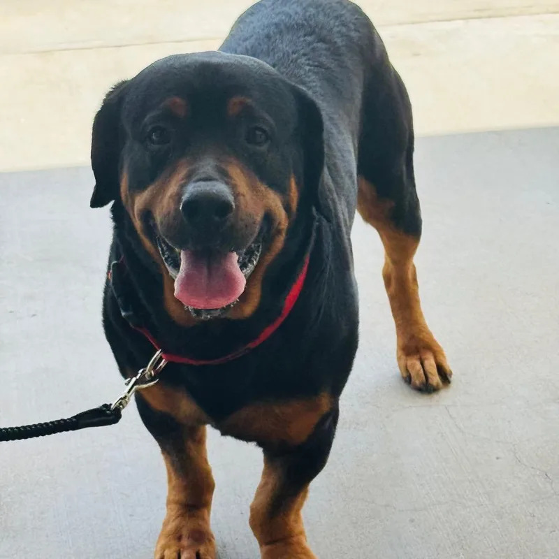 A young medium-sized male Black Mixed Breed dog named Duck for adoption in Winston-Salem, NC