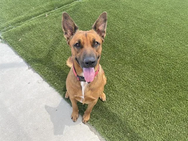 Pharaoh