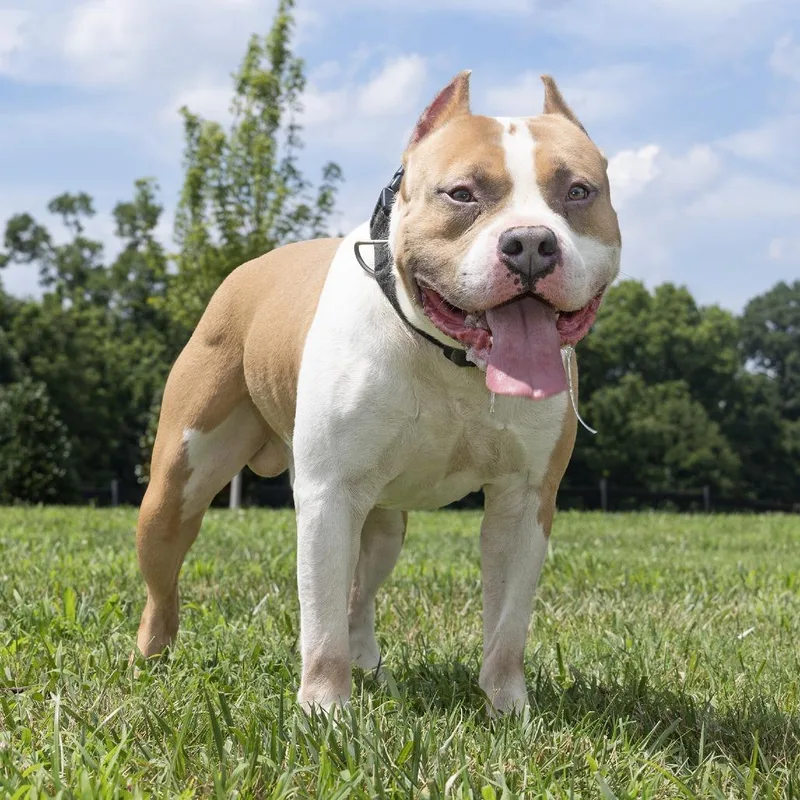 An adult large-sized male Brown / Chocolate Mixed Breed dog named Tyson for adoption in Franklin, TN