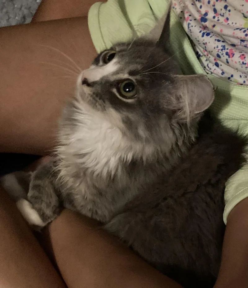 Fabio
