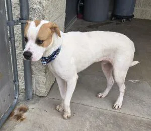 An adult medium-sized male Boxer dog named Dougie for adoption in Bucyrus, OH