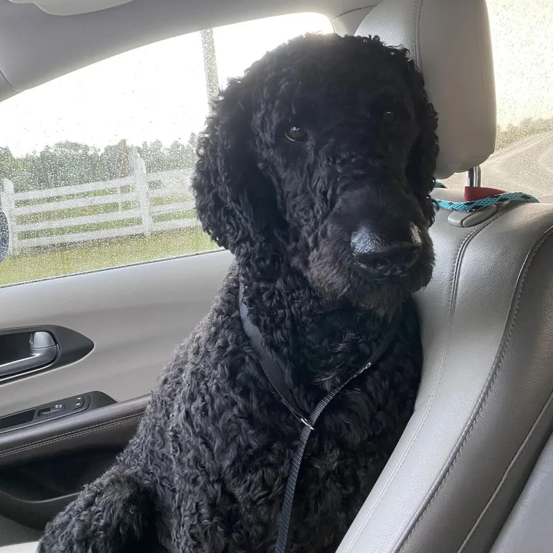 An adult large-sized male Black Standard Poodle dog named Sharpie for adoption in Sparta, NJ