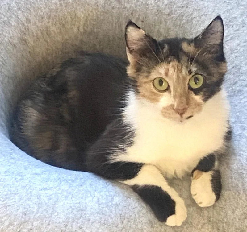 A young medium-sized female Domestic Short Hair cat named Penelope for adoption in Shawnee, KS