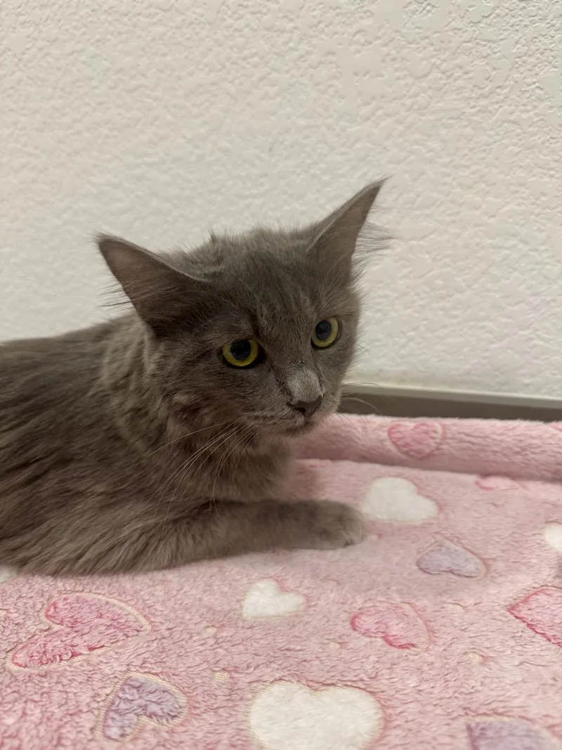 A baby medium-sized female Gray / Blue / Silver Domestic Medium Hair cat named Quill for adoption in Las Vegas, NV