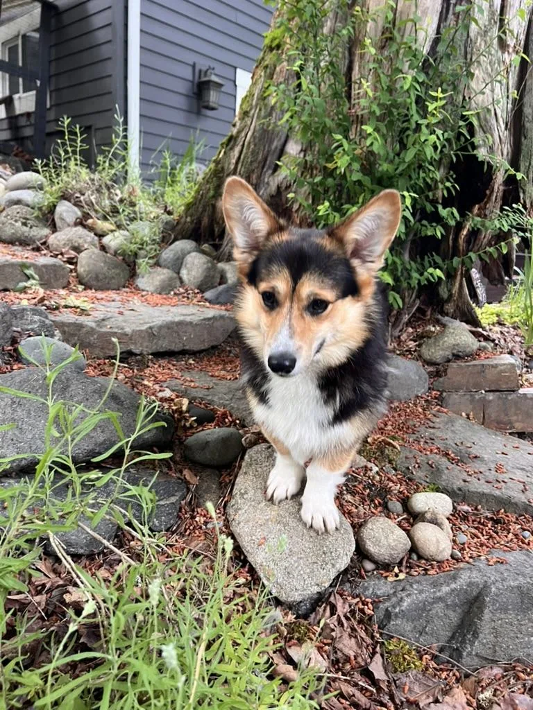 A young medium-sized male Pembroke Welsh Corgi dog named Kevin Corgi for adoption in Sammamish, WA