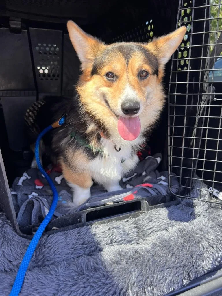 Kevin  Corgi thumbnail 2