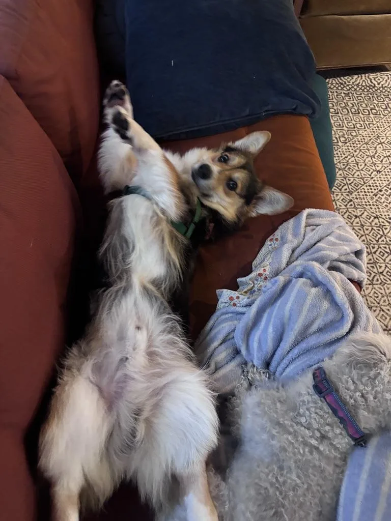 Kevin  Corgi thumbnail 3