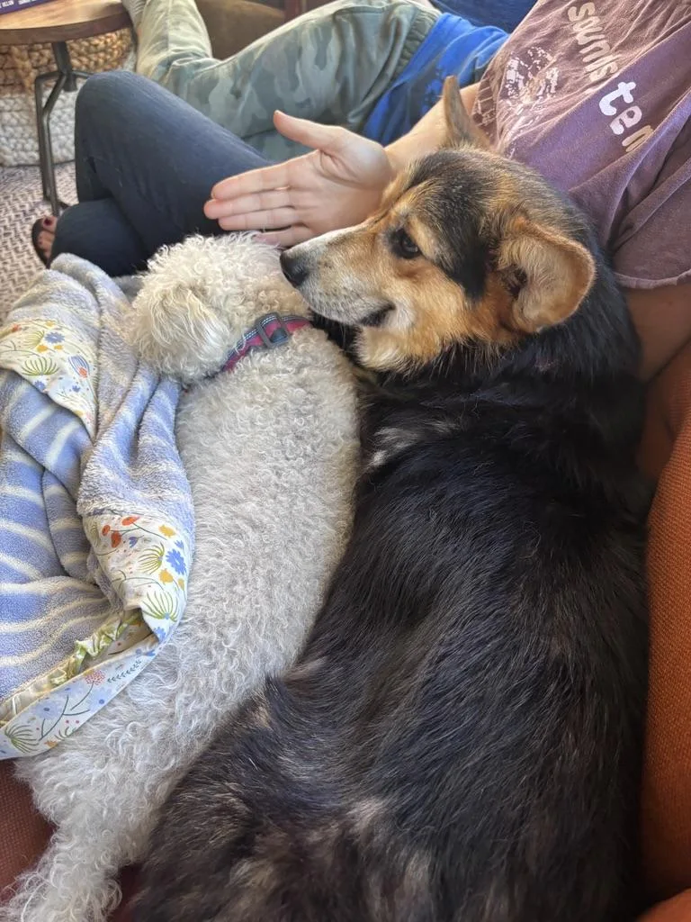 Kevin  Corgi thumbnail 4