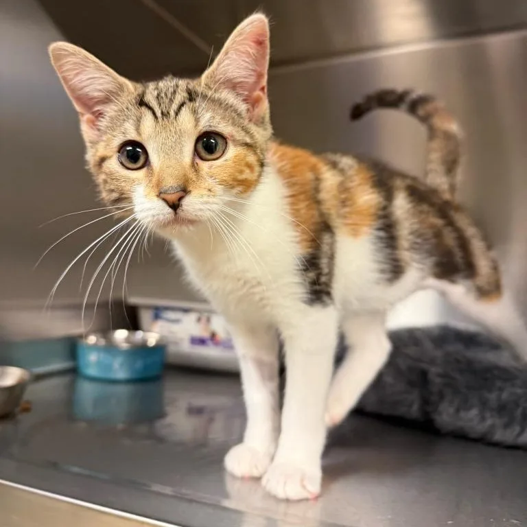 A baby small-sized female Domestic Short Hair cat named Bahamas for adoption in Wayne, NJ