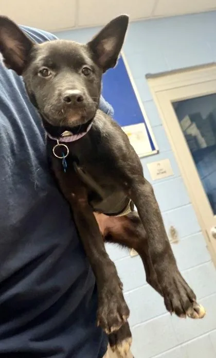 A baby medium-sized female Mixed Breed dog named Manon for adoption in Chamblee, GA