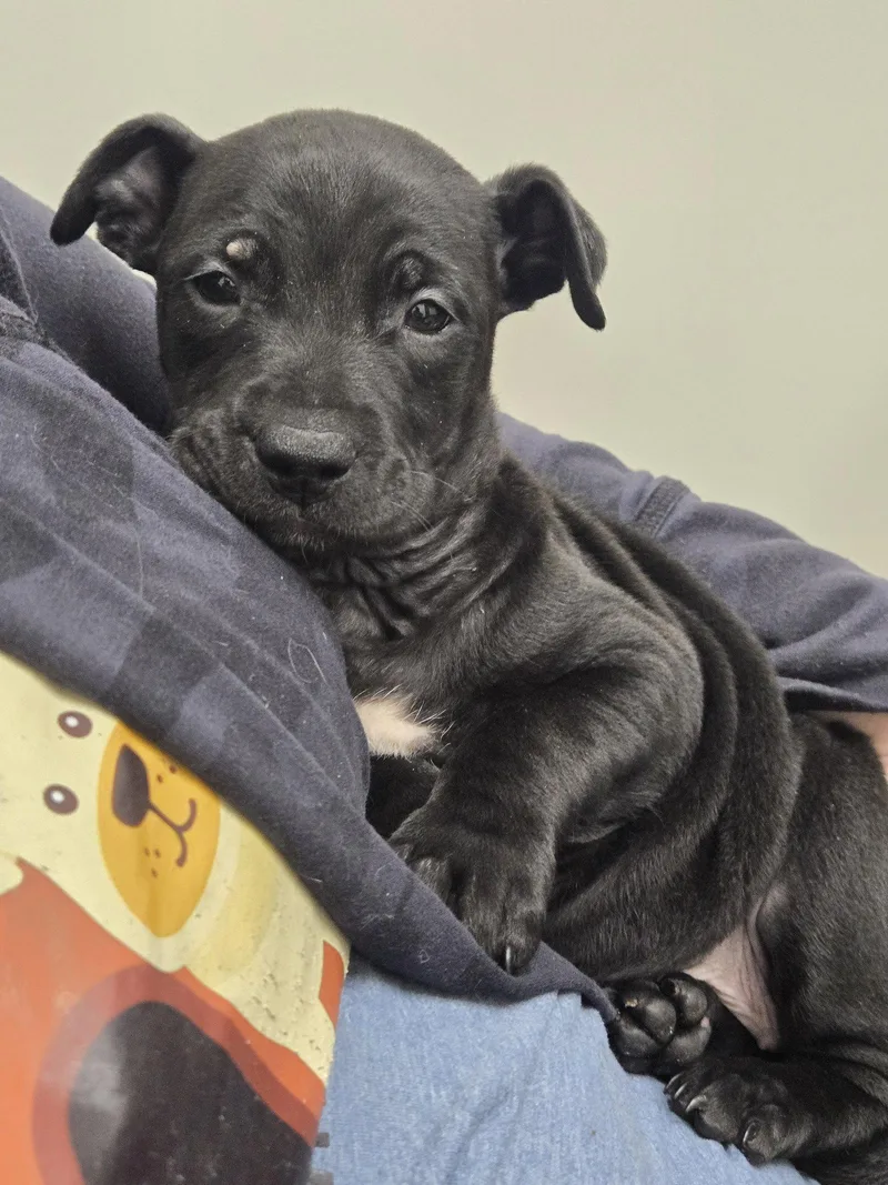 A baby large-sized female Australian Cattle Dog / Blue Heeler dog named Violet for adoption in Boston, KY