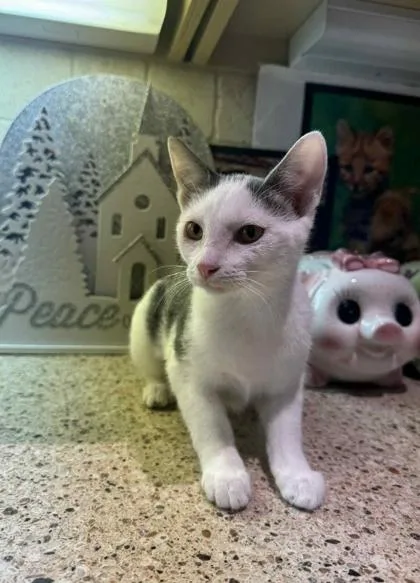 A young medium-sized female Gray & White Domestic Short Hair cat named Ginny for adoption in Warr Acres, OK