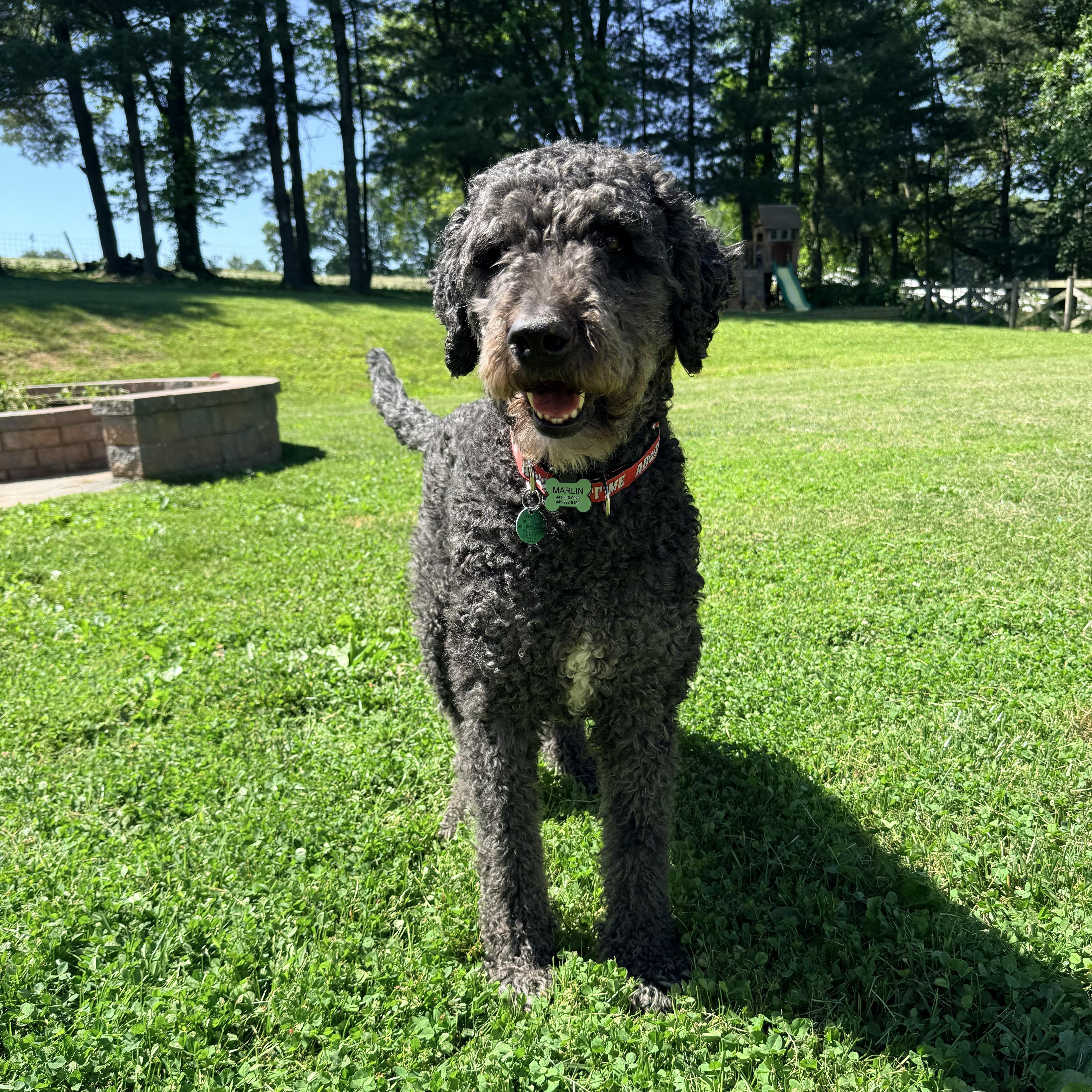 An adult large-sized male Black Labradoodle dog named Banditomaryland for adoption in Houston, TX