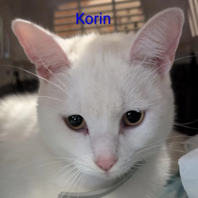 A young small-sized male White Domestic Short Hair cat named Korin for adoption in Carmel, IN