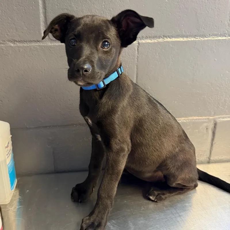 A baby small-sized female Black Labrador Retriever dog named Cocoa for adoption in Pasadena , MD