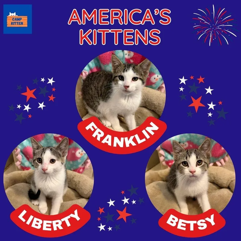 Franklin thumbnail 4