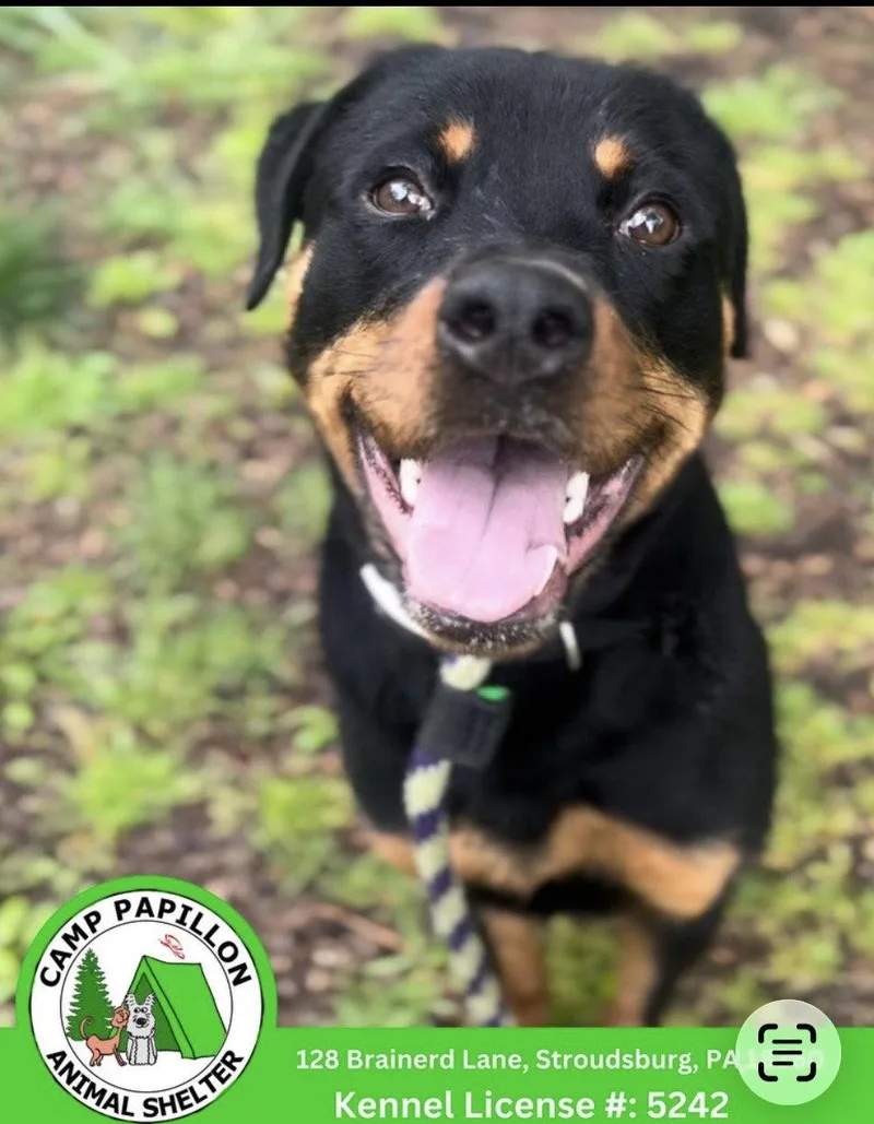 A young large-sized female Rottweiler dog named Bean for adoption in Stroudsburg, PA
