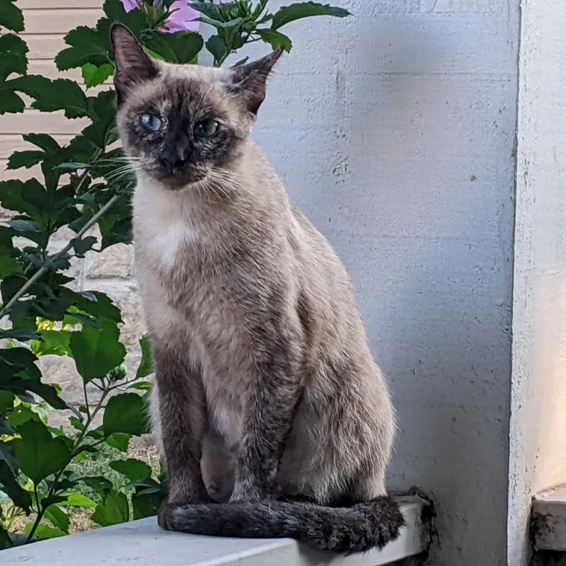 A young medium-sized female Cream / Ivory Siamese cat named Cricket for adoption in Tulsa, OK