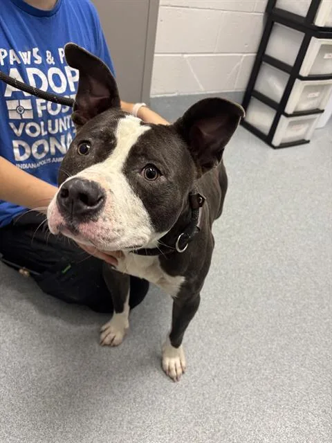 A young small-sized male Pit Bull Terrier dog named Mango for adoption in Indianapolis, IN