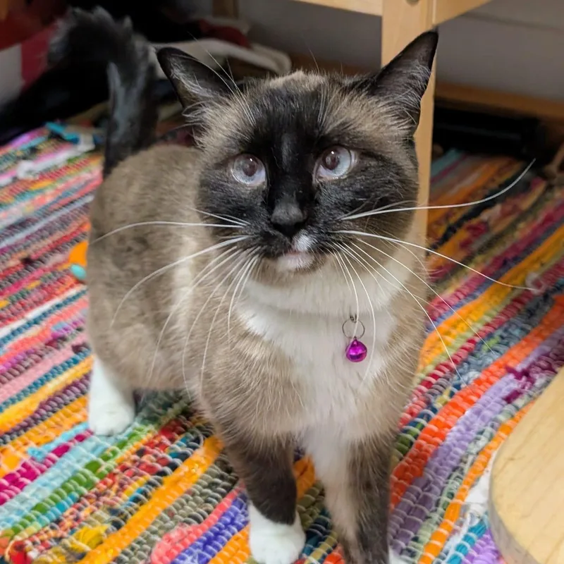 An adult medium-sized female Snowshoe cat named Minnow for adoption in New York, NY