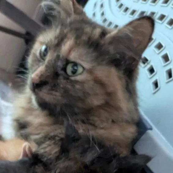 A young large-sized female Domestic Long Hair cat named Pastel for adoption in Akron, OH