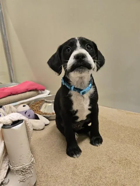 A baby small-sized female Bearded Collie dog named Nia for adoption in Santa Maria, CA