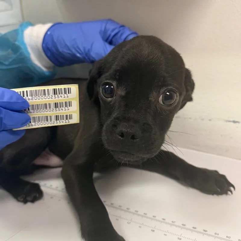 A baby small-sized male Black Mixed Breed dog named Bullseye for adoption in Charleston, WV