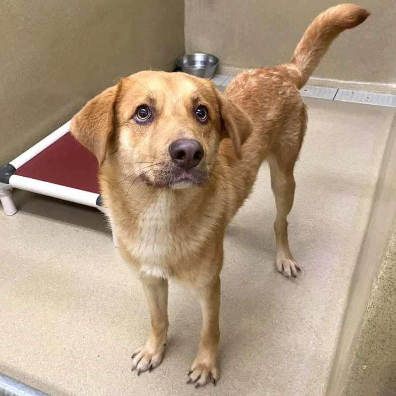 An adult medium-sized male Yellow / Tan / Blond / Fawn Retriever dog named Reggie for adoption in Monroe, GA