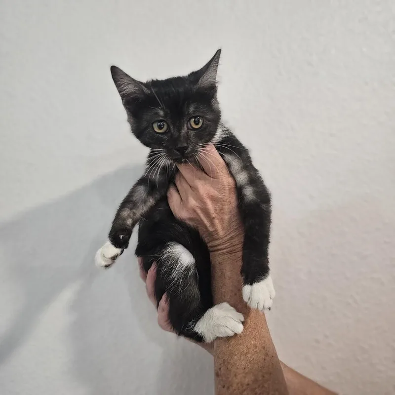 A baby medium-sized female Gray & White Domestic Short Hair cat named Bippity for adoption in Spokane , WA