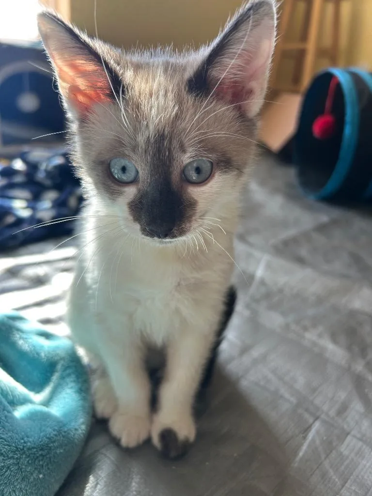 Mimi