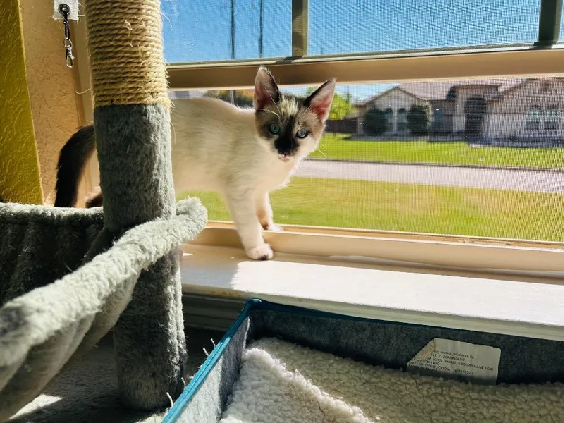 Mimi thumbnail 3