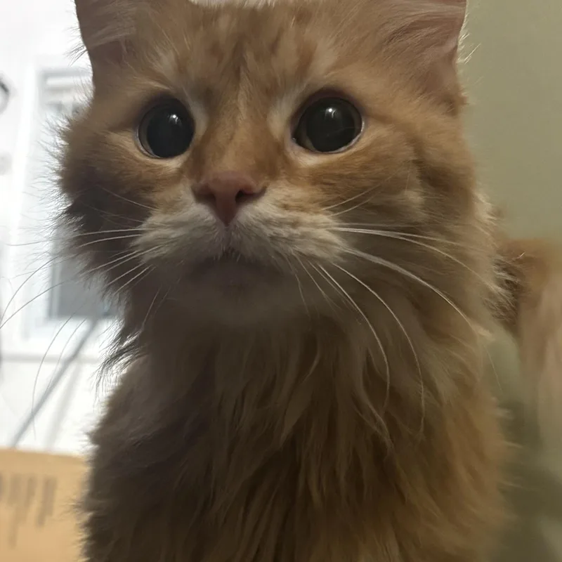 Miss. Vicki thumbnail 2