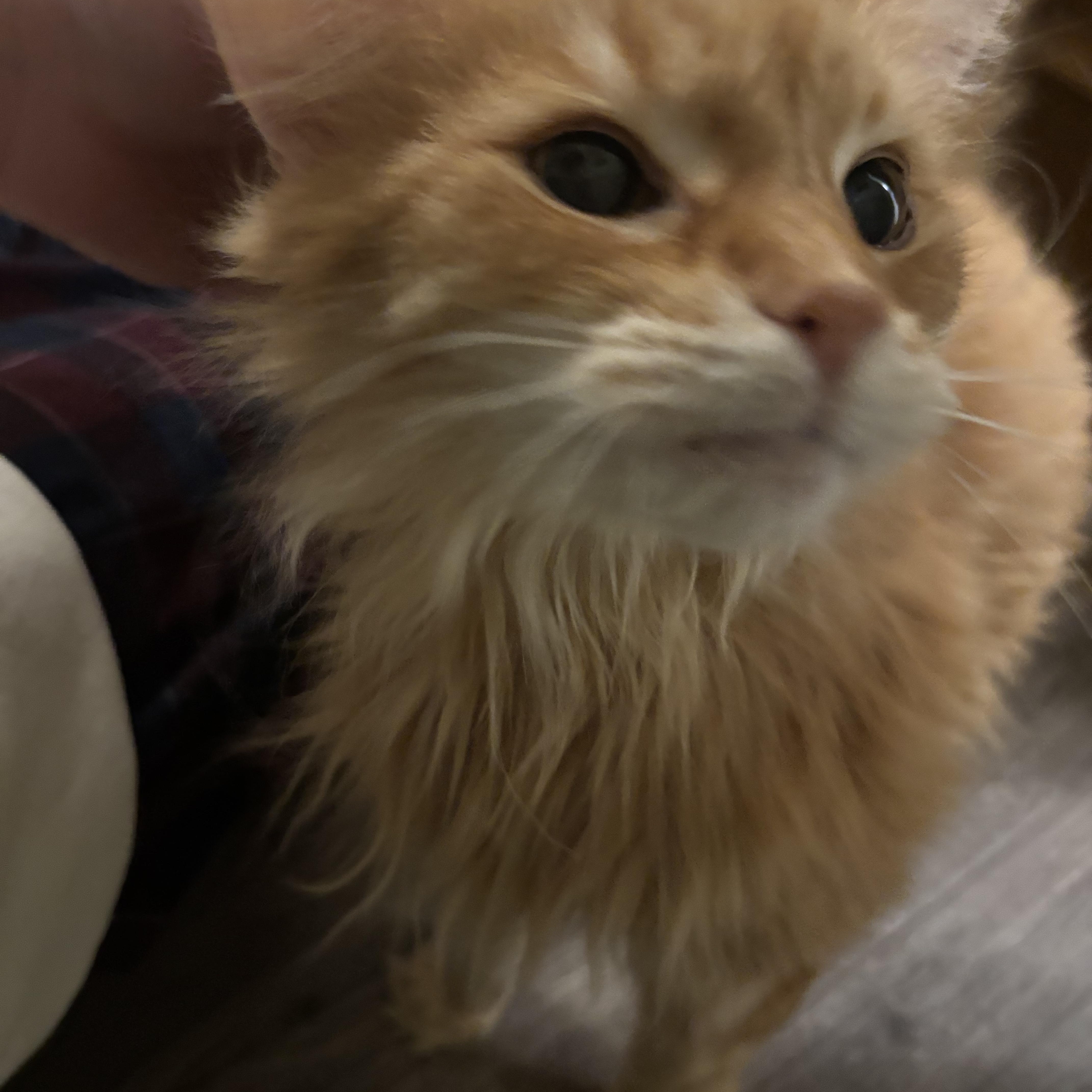 Miss. Vicki thumbnail 3