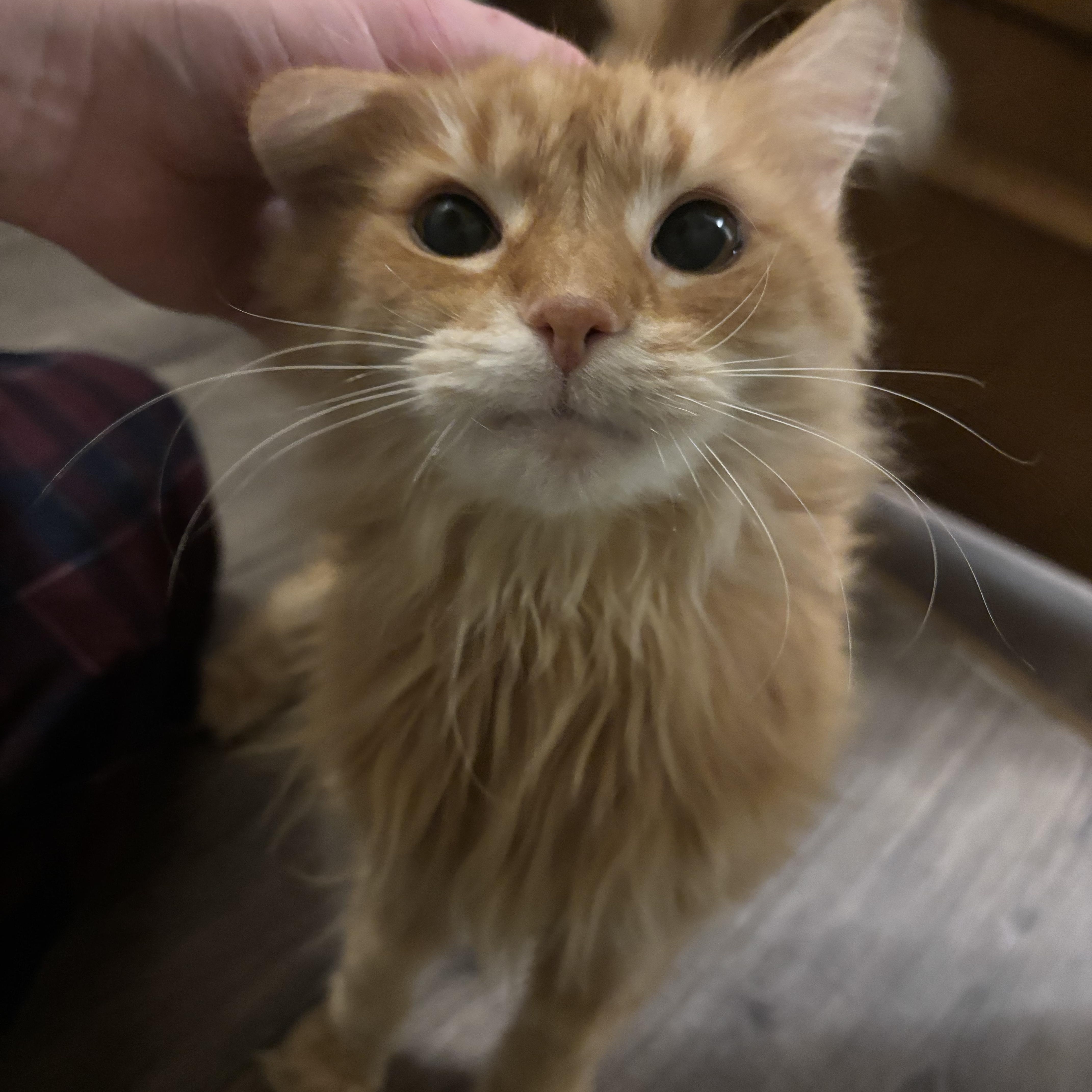 Miss. Vicki thumbnail 4