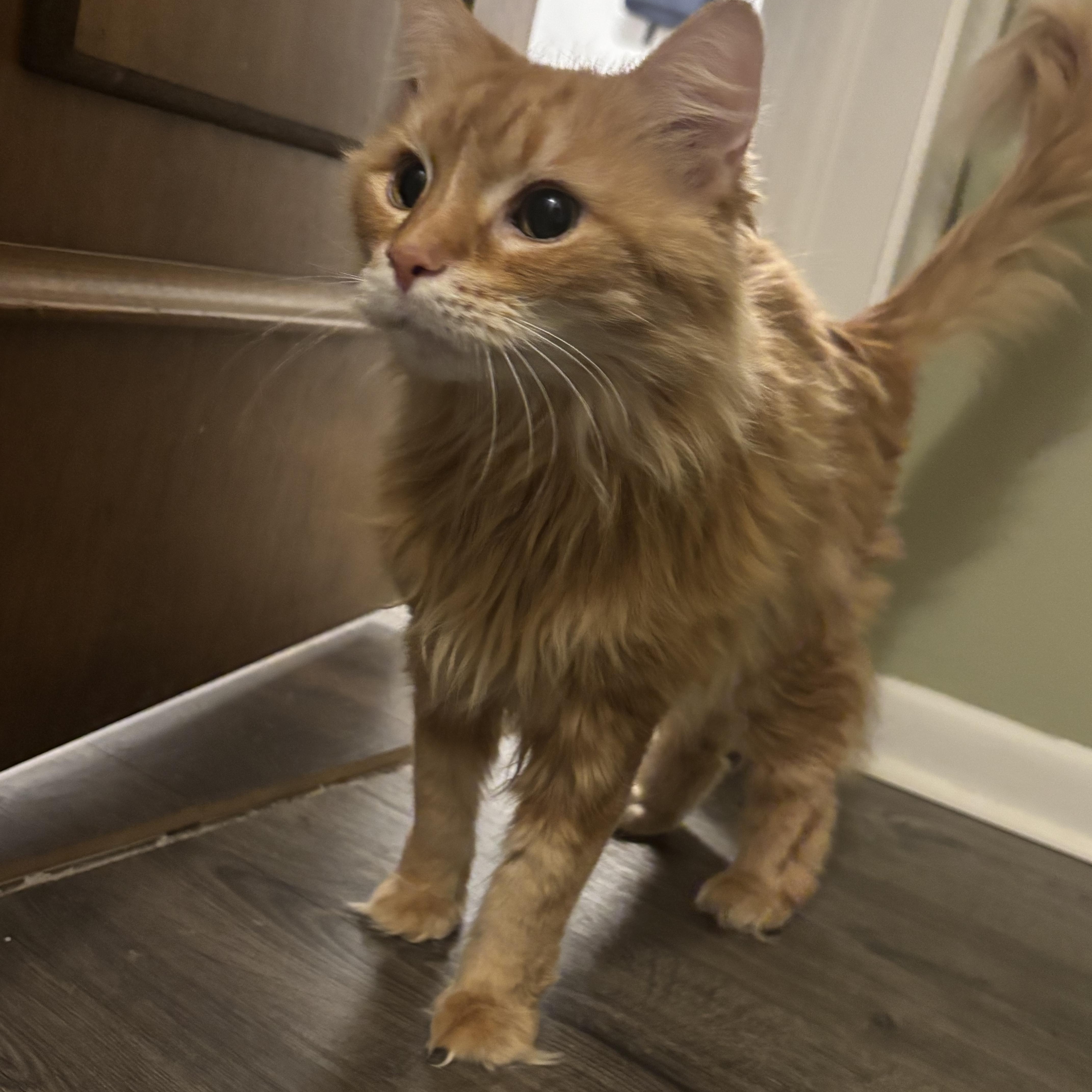 Miss. Vicki thumbnail 5