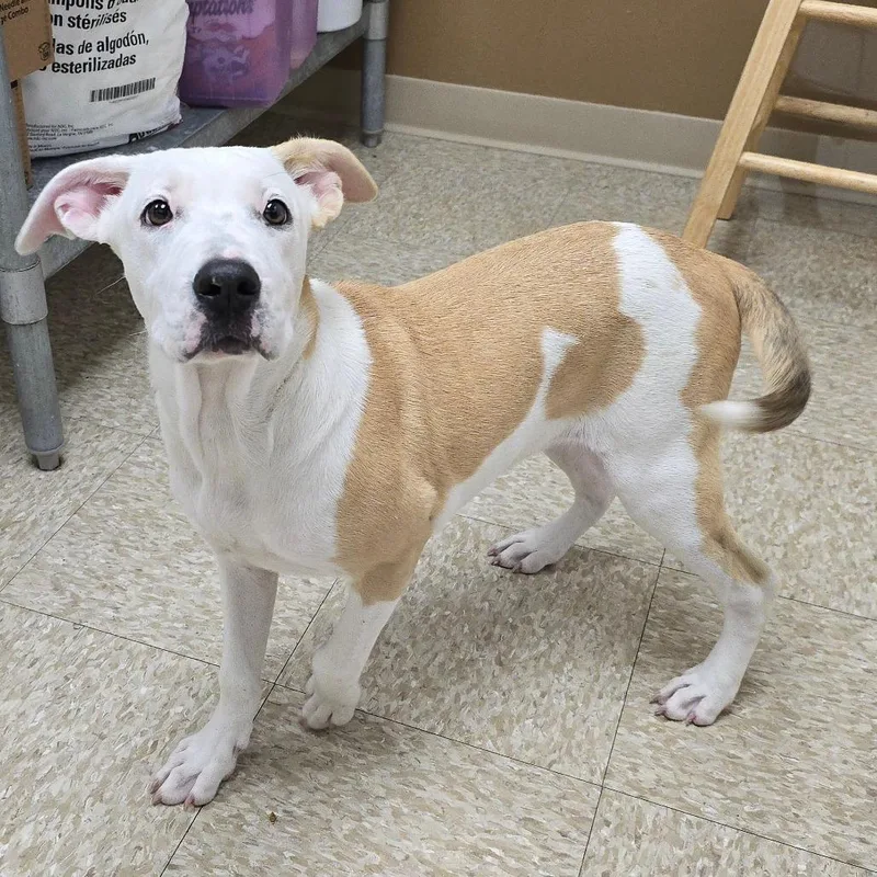 A baby medium-sized female White / Cream Hound dog named Nena for adoption in Milan, IL