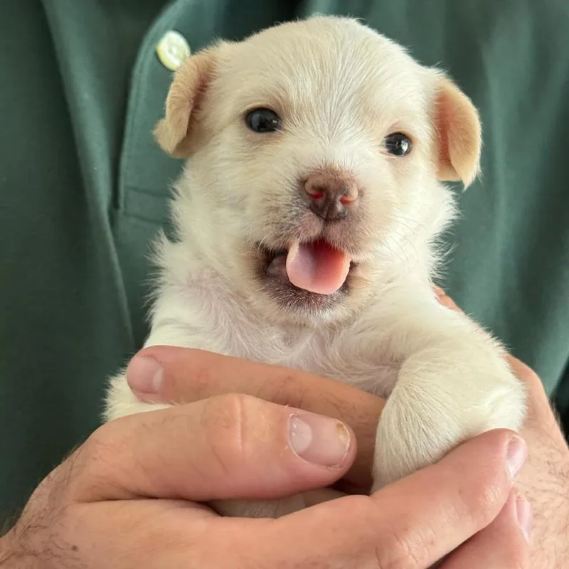 A baby small-sized female White / Cream Poodle dog named Sugar for adoption in San Diego, CA